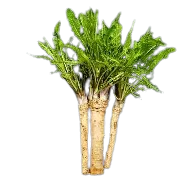 Fresh Carrot
