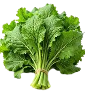 Fresh Carrot